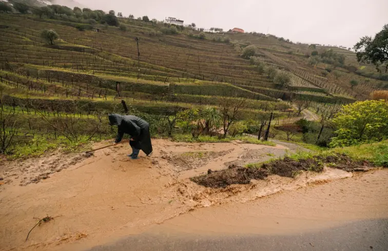 Agricultores com 1.695 declarações de prejuízo a Norte, 70% são do Douro